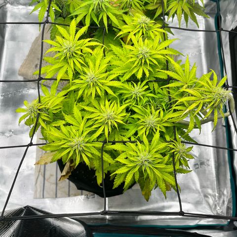 Hulkberry auto growlog timeline photo