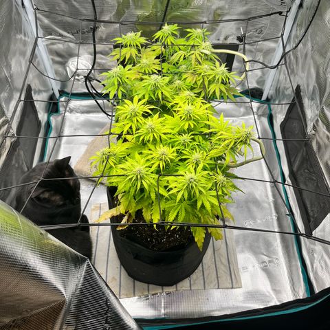 Hulkberry auto growlog timeline photo