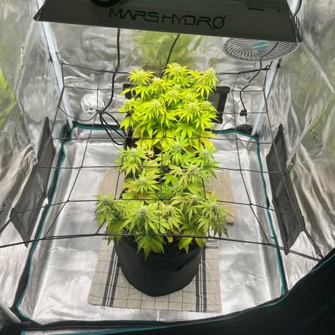 Hulkberry auto growlog timeline photo