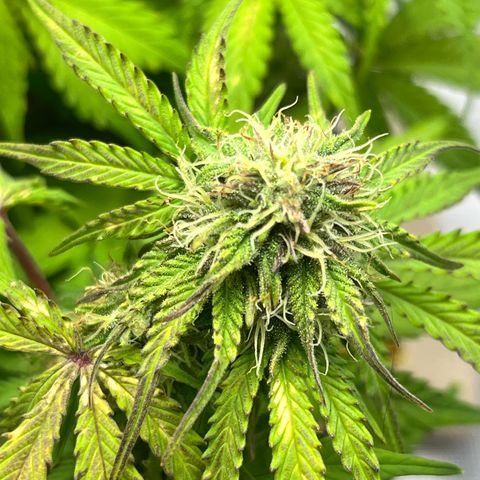 Mimosa auto growlog timeline photo