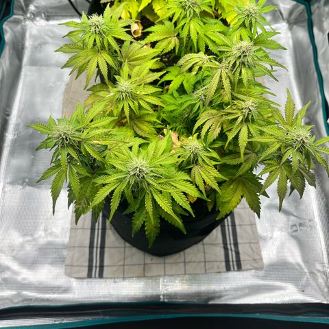 Mimosa auto growlog timeline photo