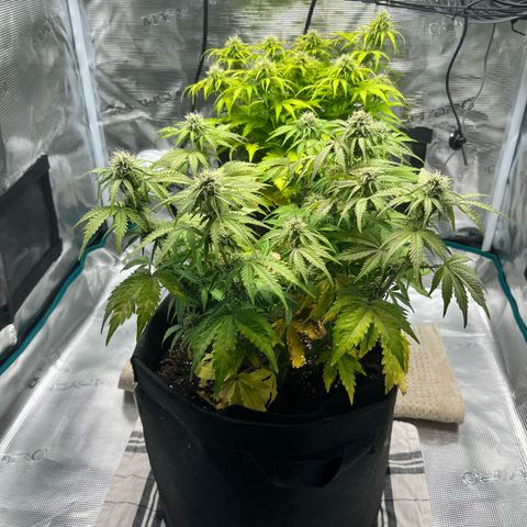 Mimosa auto growlog timeline photo