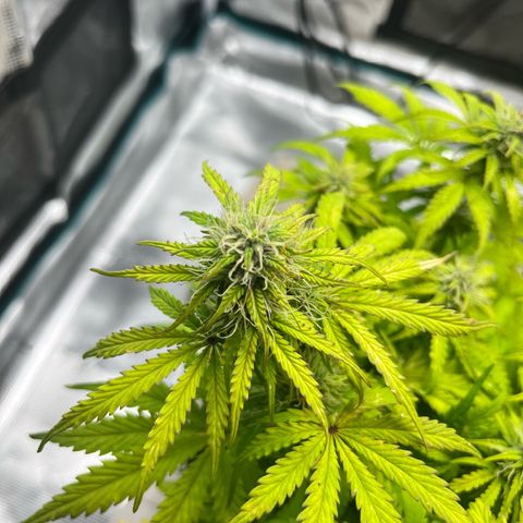 Hulkberry auto growlog timeline photo