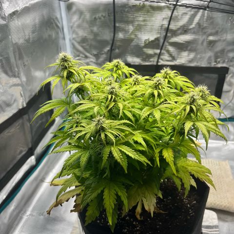 Hulkberry auto growlog timeline photo