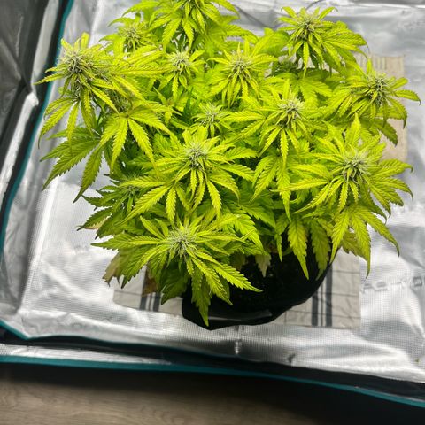 Hulkberry auto growlog timeline photo