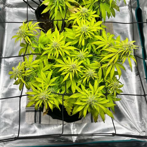 Hulkberry auto growlog timeline photo