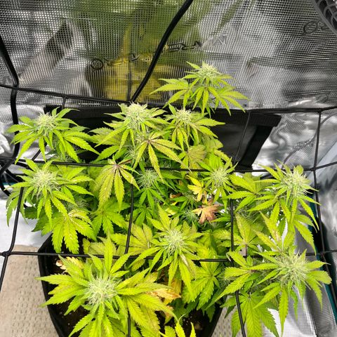 Mimosa auto growlog timeline photo