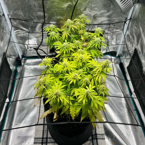 Hulkberry auto growlog timeline photo