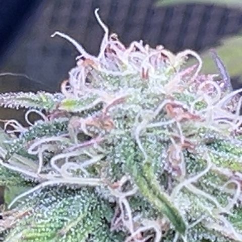 Mimosa auto growlog timeline photo