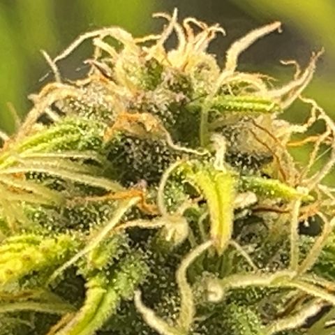 Hulkberry auto growlog timeline photo