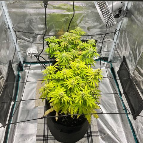 Hulkberry auto growlog timeline photo