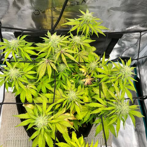 Mimosa auto growlog timeline photo