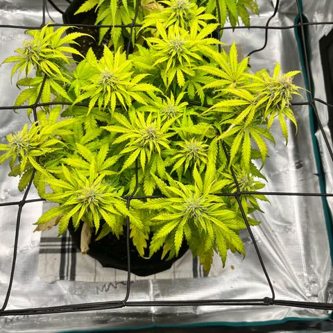 Hulkberry auto growlog timeline photo