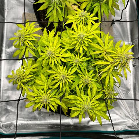 Hulkberry auto growlog timeline photo