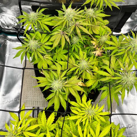 Mimosa auto growlog timeline photo
