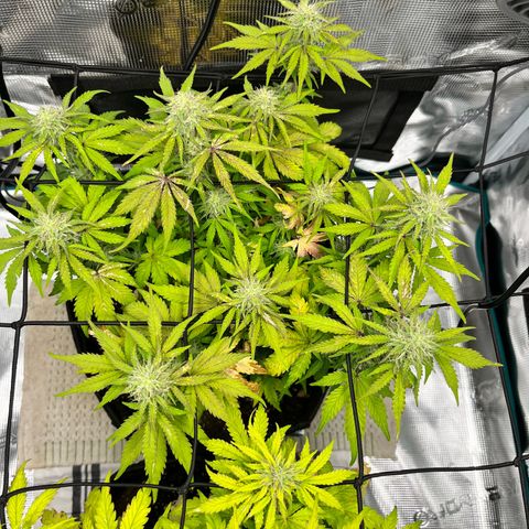 Mimosa auto growlog timeline photo