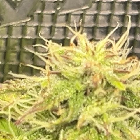Mimosa auto growlog timeline photo