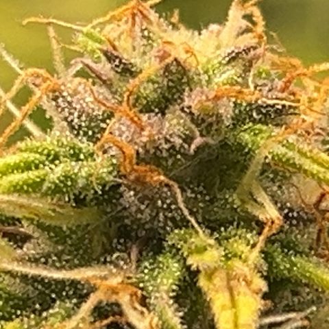 Hulkberry auto growlog timeline photo