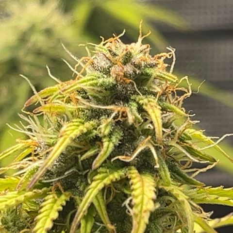 Hulkberry auto growlog timeline photo