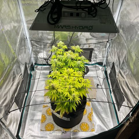 Hulkberry auto growlog timeline photo
