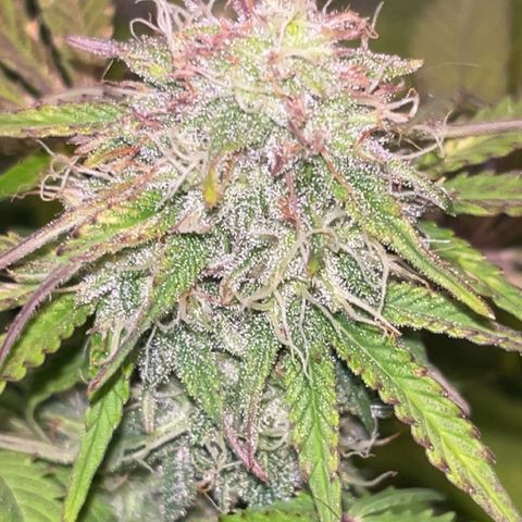 Mimosa auto growlog timeline photo