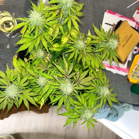 Mimosa auto growlog timeline photo