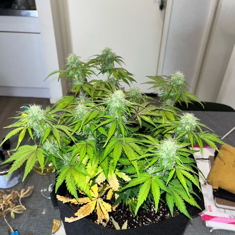 Mimosa auto growlog timeline photo