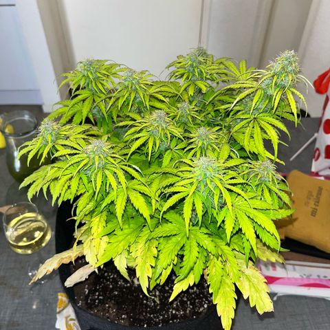 Hulkberry auto growlog timeline photo