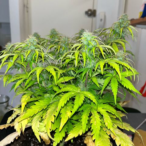 Hulkberry auto growlog timeline photo