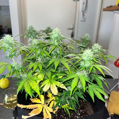 Mimosa auto growlog timeline photo