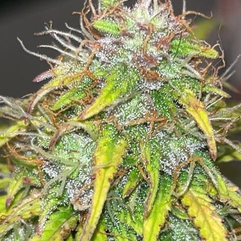 Hulkberry auto growlog timeline photo