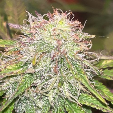 Mimosa auto growlog timeline photo
