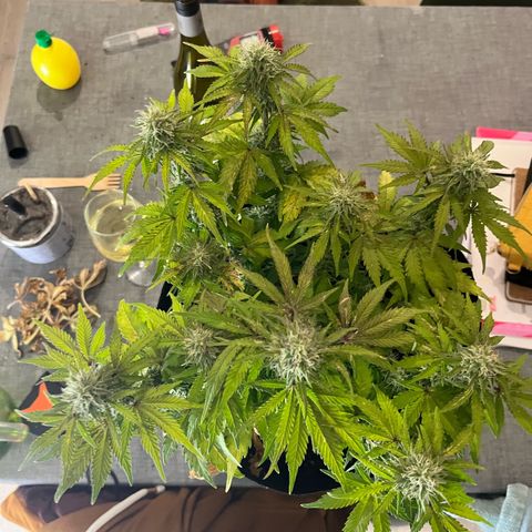 Mimosa auto growlog timeline photo