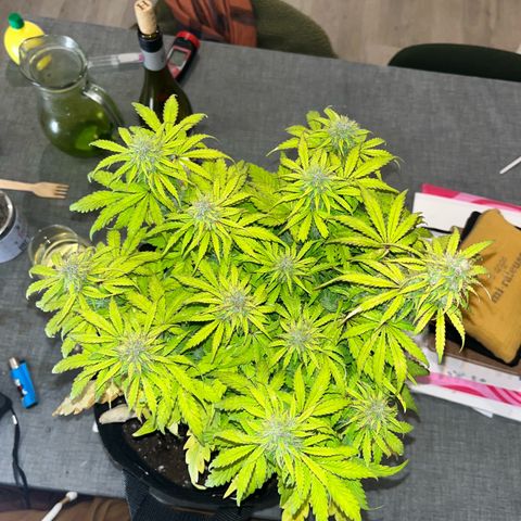 Hulkberry auto growlog timeline photo