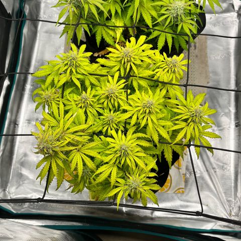 Hulkberry auto growlog timeline photo