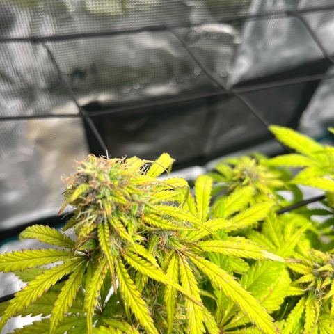 Hulkberry auto growlog timeline photo