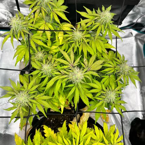Mimosa auto growlog timeline photo