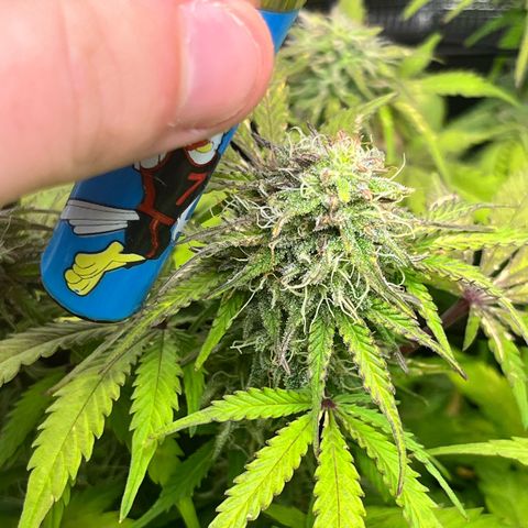 Mimosa auto growlog timeline photo