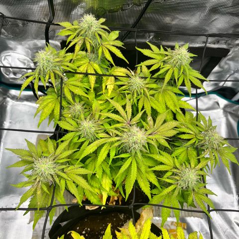Mimosa auto growlog timeline photo