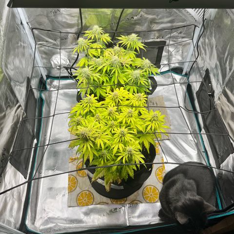 Hulkberry auto growlog timeline photo