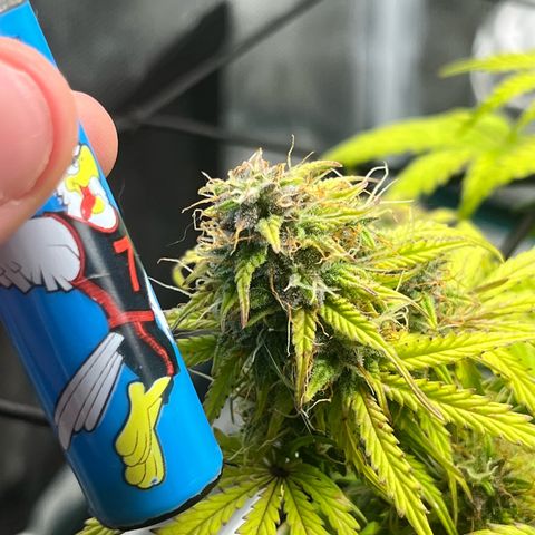 Hulkberry auto growlog timeline photo