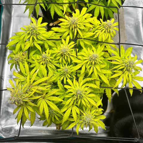 Hulkberry auto growlog timeline photo