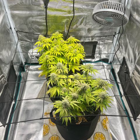 Hulkberry auto growlog timeline photo