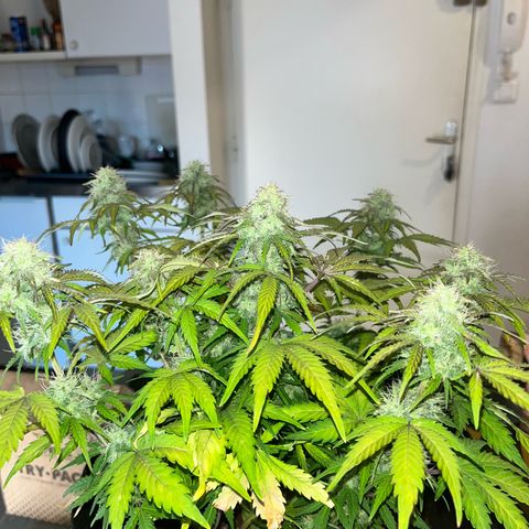 Mimosa auto growlog timeline photo