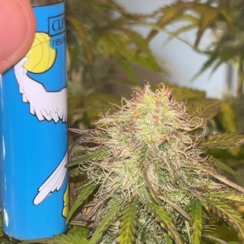 Mimosa auto growlog timeline photo