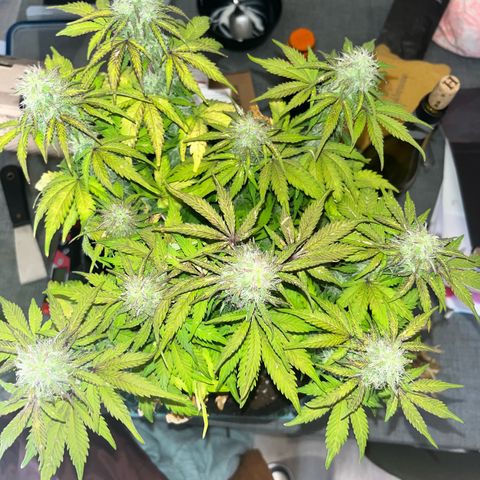 Mimosa auto growlog timeline photo