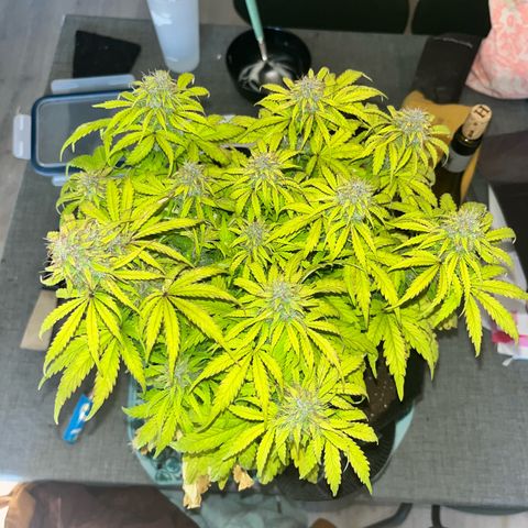 Hulkberry auto growlog timeline photo