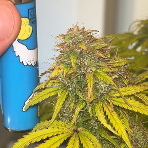 Hulkberry auto growlog timeline photo