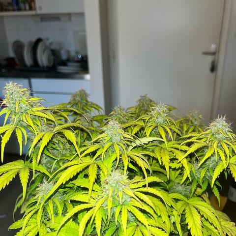 Hulkberry auto growlog timeline photo