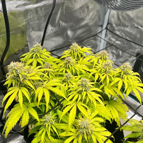 Hulkberry auto growlog timeline photo